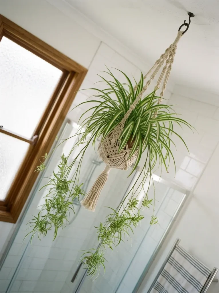 Spider plant in a macramé hanging holder suspended from a bathroom ceiling, striped leaves and trailing pup stems visible
